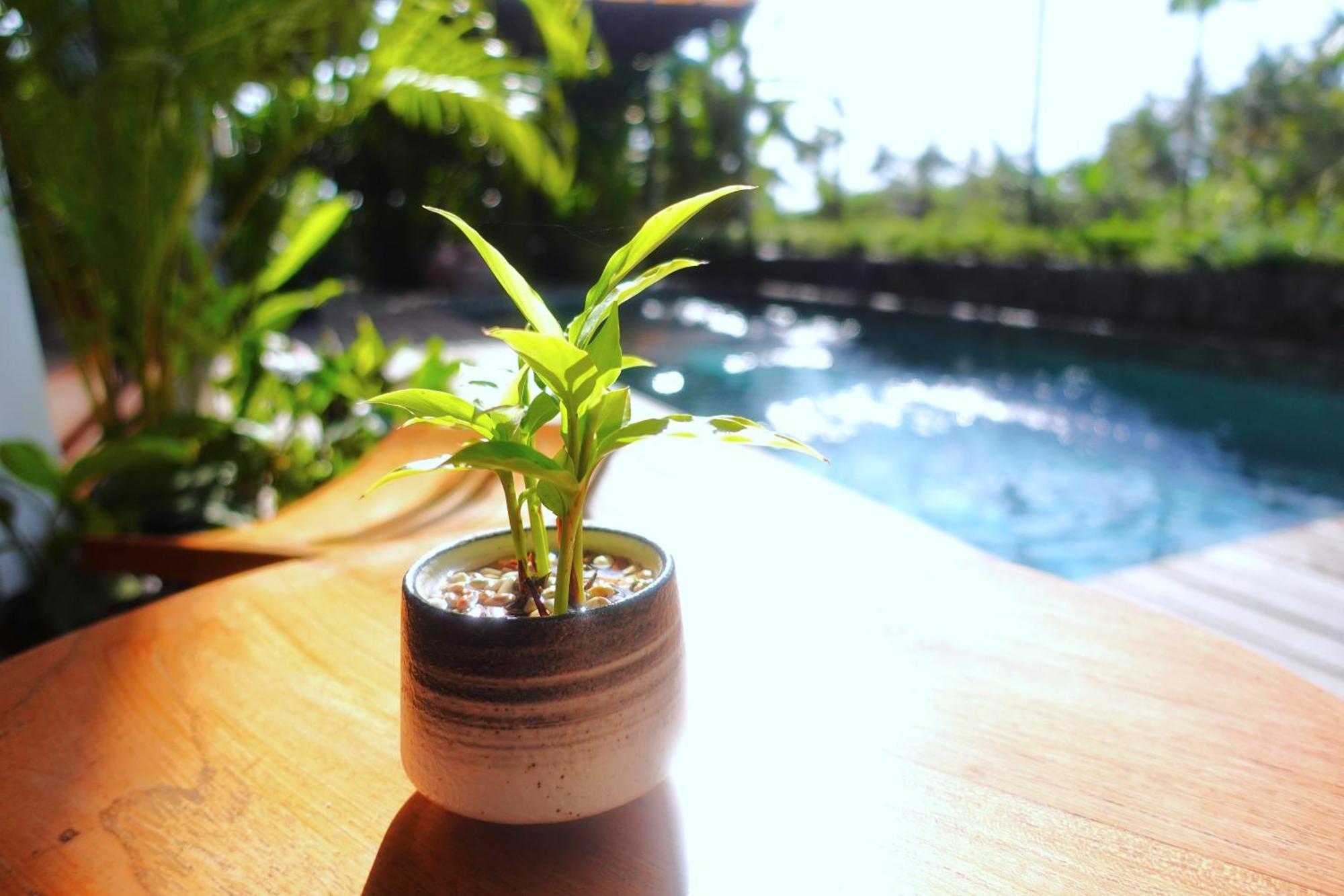 The Vinaya Boutique Hotel อูบุด ภายนอก รูปภาพ